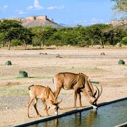 Direkt an der Lodge noch einige mehr