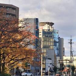 Herbstlicher Baum in Osaka