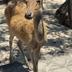 A Mejangan (deer) who swim to the island, named after them.
