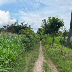 Tracks through the fields