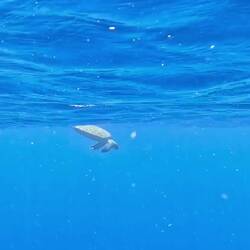 A green turtle takes a breath