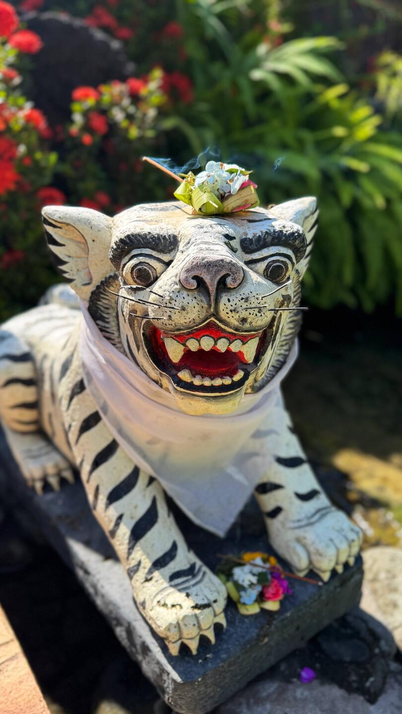 A daily offering balanced upon a white tiger, with its jaunty bib, looking like it's about to dine