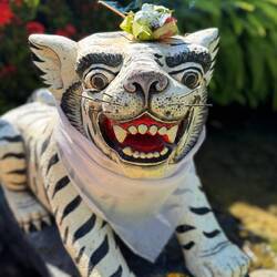 A daily offering balanced upon a white tiger, with its jaunty bib, looking like it's about to dine