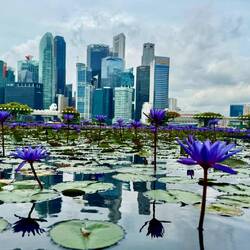 Lotus On Water - Marina Bay Sands