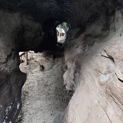 Der umgefallene Baum vom Schild.