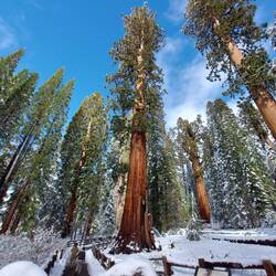 General Sherman Loop.