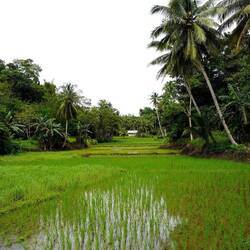 alles vollä Riisfelder