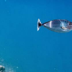 Weißband-Nashornfisch oder auch Riesen-Nasendoktorfisch
