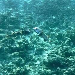 Gepunktete Igelfische (Kugelfisch), die größten ihrer Art , können bis zu 1 m lang werden