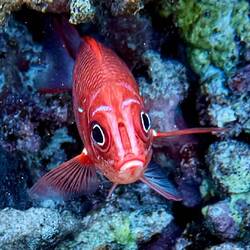 Hey 👋 Du, ich bin ein Langstachelhusar