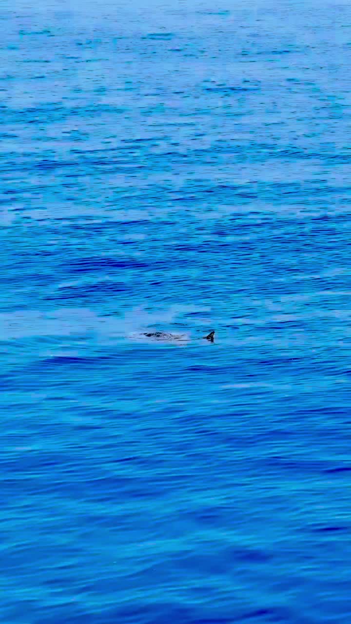 Echte Karettschildkröte 🐢