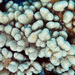 Eine weitere Form der Blumenkohlkoralle