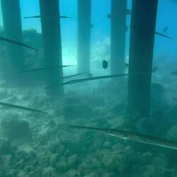 Unterwasserimpressionen - ein Rotfeuerfisch ist auch dabei