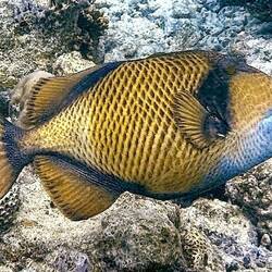 Riesen Drückerfisch, sie können bis zu 75 cm lang werden