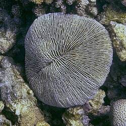 Pilz- oder Plattenkoralle