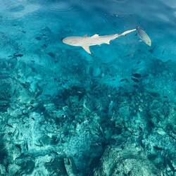 Schwarzspitzenriffhai