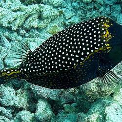 Weißpunkt-Kofferfisch