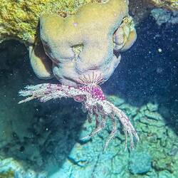 Nachtaktive Federkoralle oder was anderes