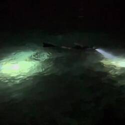 Grauer Riffhai, Squids, andere Kopffüßer, Gepunktete Seegurke