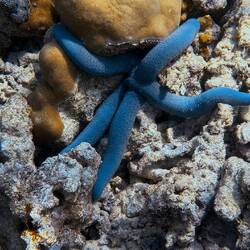 Seltener blauer Kometen(see)stern