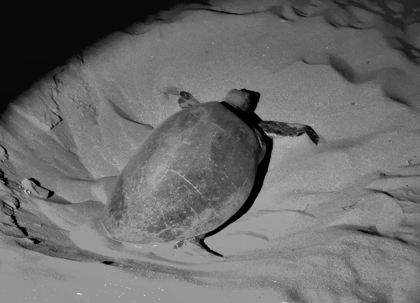 Nach der nächtlichen Eiablage