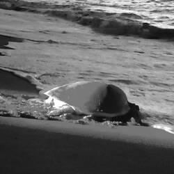 Noch bei Dunkelheit erreicht dieses Exemplar wieder das Meer.