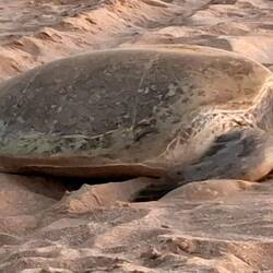 Diese hier brauchte etwas länger ins Wasser. Unser (Foto-) Glück.