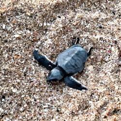 Frisch geschlüpft ... Der Guide meinte, diese sei krank, denn sie strebte nicht zum Meer.