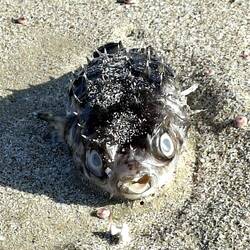 Ausgekugelt. ... Da waren schon die Fliegen dran.