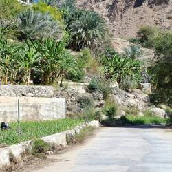 Geradezu üppiges Grün.