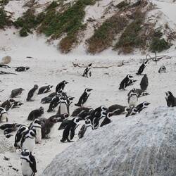 Boulders Beach