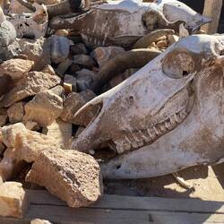 Tierschädel zu verkaufen...