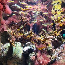 Ein naturhistorisches Museum mit Aquarien usw. ist auch im Schloss.