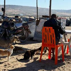 Man wird fast überall von Hunde und Katzen belagert - es könnte ja mal was herunterfallen