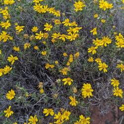 So many surprise wildflowers.