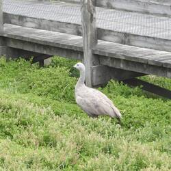 Cape Barren Goose