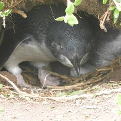 Fairy Penguins in their burrow