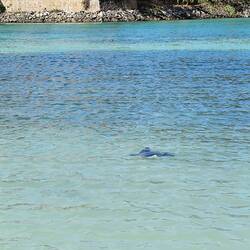 Ein Rochen keine 10m vom Strand entfernt 🥰