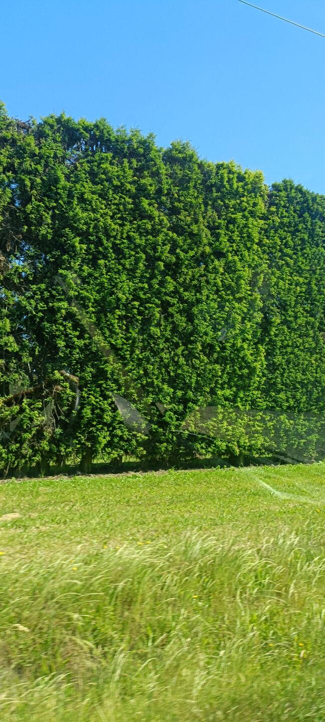 Les grandes haies qui protègent les kiwis