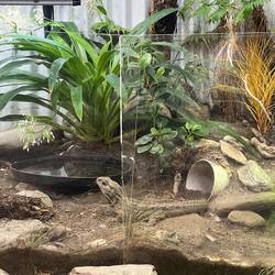 Noch ein Tuatara