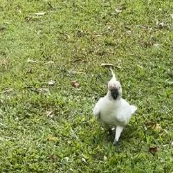 ... wer kommt denn da ? 🦜