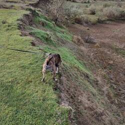 Unser kleiner Adrenalinjunkie läuft gerne an/ auf der Kante....