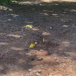 und soooooo viel schmetterling heats ka🤩