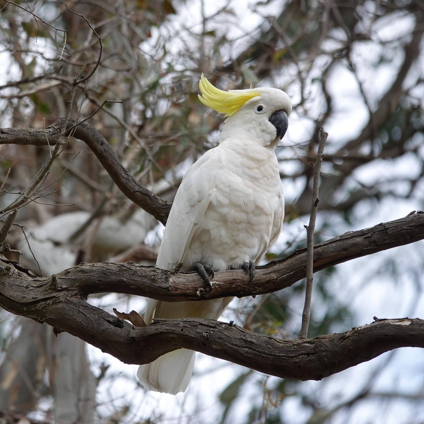 Yellow-crested cockatoo
