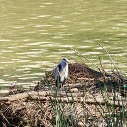 Heron