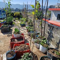 Rooftop veg