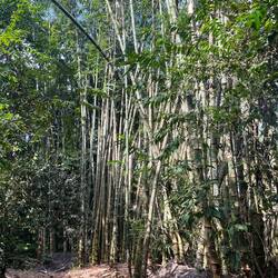 Bambus - der einzige Rohstoff im Kampfgebiet