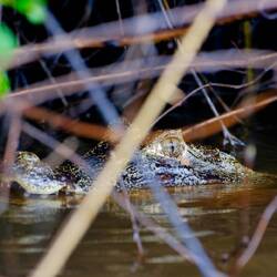 Caiman