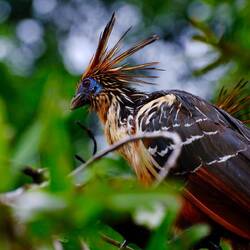 Schopfhühner (Stinkvögel) ernähren sich 100% vegan,können nur etwa 30 Sekunden fliegen!