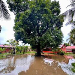 riesige Mangobäume überall! 🧡